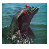 "Trained Dolphin," January 4, 1964 Giclee Print by Elgin Ciampi