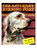 "Springer Spaniel," Saturday Evening Post Cover, November 16, 1940 Giclee Print by W.W. Calvert