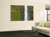 Akaka Falls, Hamakua Coast, Hawaii, USA Wall Mural by Savanah Stewart