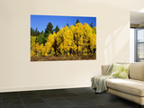 Aspens in Fall, Rocky Mountain National Park, Colorado, USA Wall Mural by Bernard Friel