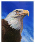 "Closeup of Bald Eagle," June 13, 1942 Giclee Print by W.W. Calvert