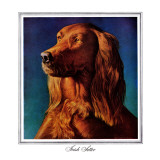 "Irish Setter," May 15, 1943 Giclee Print by Rutherford Boyd