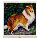 "Collie," September 11, 1943 Giclee Print by Rutherford Boyd