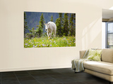 Mountain Goat in Wildflower Meadow, Logan Pass, Glacier National Park, Montana, USA Mural por Jamie & Judy Wild Mountain Goat in Wildflower Meadow, Logan Pass, Glacier National Park, Montana, USA Mural por Jamie & Judy Wild