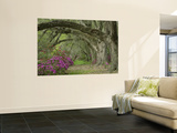 Oak Trees Above Azaleas in Bloom, Magnolia Plantation, Near Charleston, South Carolina, USA Reproduction murale géante par Adam Jones