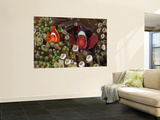 Two Clownfish Among Anemone Tentacles, Raja Ampat, Indonesia Wall Mural
