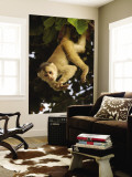 White-Fronted Capuchin Monkey Hanging From a Tree, Puerto Misahualli, Amazon Rain Forest, Ecuador Wall Mural by Pete Oxford
