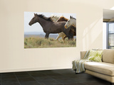 Wild Horses Running, Carbon County, Wyoming, USA Wall Mural by Cathy & Gordon Illg
