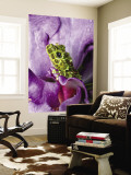 Close-Up of Mossy Tree Frog on Flower, Vietnam Wall Mural by Jim Zuckerman