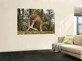 Eastern Grey Kangaroo at Queensland, Australia Mural por Pete Oxford Eastern Grey Kangaroo at Queensland, Australia Mural por Pete Oxford