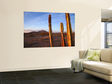 Golden Light on Organ Pipe Cactus, North of Puerto Penasco in Gran Desierto De Altar Wall Mural by Feargus Cooney