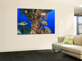 Harlequin Sweetlips, Butterflyfish and Glasseye, Palau, Micronesia Reproduction murale géante par Stuart Westmorland