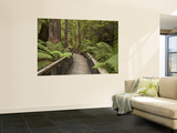 Footpath Through Forest To Newdegate Cave, Hastings Caves State Reserve, Tasmania, Australia Wall Mural by David Wall