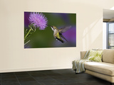 Ruby-Throated Hummingbird in Flight at Thistle Flower Reproduction murale géante par Adam Jones