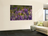 Backlit Lupine Flowers, Glacier National Park, Montana, USA Wall Mural by Adam Jones