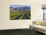 Cabernet Sauvignon Vines in Huailai Rongchen Vineyard, Hebei Province, China Mural por Janis Miglavs Cabernet Sauvignon Vines in Huailai Rongchen Vineyard, Hebei Province, China Mural por Janis Miglavs