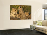 Cheetahs, Upper Mara, Masai Mara Game Reserve, Kenya Mural por Joe & Mary Ann McDonald Cheetahs, Upper Mara, Masai Mara Game Reserve, Kenya Mural por Joe & Mary Ann McDonald