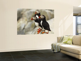 Atlantic Puffins on Machias Seal Island Off the Coast of Cutler, Maine, USA Wall Mural by Chuck Haney