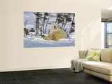 Polar Bear Cub Playing With a Watchful Mother, Wapusk National Park, Manitoba, Canada Mural por Cathy & Gordon Illg