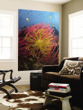 Two Varieties of Feather Star Crinoids, Pisang Islands, Papua, Indonesia Wall Mural by  Jones-Shimlock