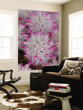 Unidentified Western Australian Wildflower, Australian National Botanical Gardens Wall Mural by Simon Foale
