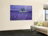 Lavender Fields, Vence, Provence, France Wall Mural by Gavriel Jecan