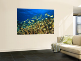 Schooling Damselfish, North Huvadhoo Atoll, Southern Maldives, Indian Ocean Wall Mural by Stuart Westmorland