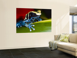 Poison Dart Frog on Red Leaf, Republic of Surinam Wall Mural by Jim Zuckerman