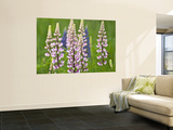 Field of Blooming Lupine Flowers and Bee, Acadia National Park, Maine, USA Wall Mural by Nancy Rotenberg