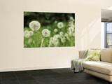 Dandelions, California, USA Wall Mural by Savanah Stewart