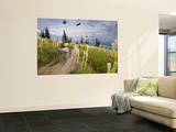 Mountain Biker Through the Beargrass on the Summit Trail, Whitefish Mountain Resort, Montana, USA Mural por Chuck Haney