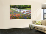 Texas Bluebonnets and Paintbrush Along White Fence Line, Texas, USA Vægplakat af Julie Eggers Texas Bluebonnets and Paintbrush Along White Fence Line, Texas, USA Vægplakat af Julie Eggers