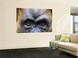 Close-Up of Female Orang-Utan, Gunung Leuser National Park Mural por Paul Kennedy