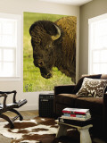 Bison Bull at the National Bison Range, Montana, USA Wall Mural by Chuck Haney