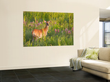 White-Tailed Deer in Wildflowers and Tall Grass, Oklahoma, USA Reproduction murale géante par Larry Ditto