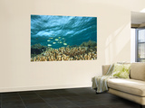 Damselfish, Tukang Besi/Wakatobi Archipelago Marine Preserve, South Sulawesi, Indonesia Wall Mural by Stuart Westmorland