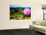 Wildflower Near Bariloche, Neuquen Wall Mural by Michael Taylor