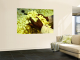 Hands Holding Silk Cocoons Wall Mural by Tom Cockrem