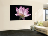 Lotus Flower (Nelumbo Lutea) Reproduction murale géante par Holger Leue