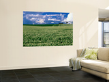 Lupin Field Wall Mural by Ross Barnett