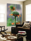 Flower known Locally as Flor De Cardo Mural por Paul Kennedy Flower known Locally as Flor De Cardo Mural por Paul Kennedy