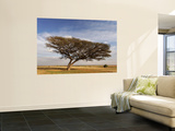 Acacia Raddiana Tree in the Negev Desert Wall Mural by Hanan Isachar