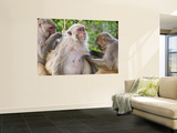 Macaques Monkeys (Rhesus Macaques) Grooming, Dhikala Wall Mural by Grant Dixon