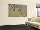 Chestnut-Headed Bee-Eater (Merops Leschenaulti) Wall Mural by Nicholas Reuss