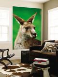 Portrait of an Eastern Grey Kangaroo Mural por Daniel Boag Portrait of an Eastern Grey Kangaroo Mural por Daniel Boag