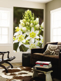 Sticky Tofieldia (Triantha Glutinosa) Flower Wall Mural by Douglas Steakley