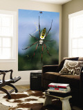 Female (Large) and Male (Small) Giant Orb-Weaving Spiders (Nephila Sp.) on Web Wall Mural by Karl Lehmann