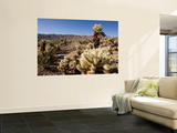 Teddy Bear Cholla Cactus Wall Mural by Carol Polich