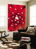 Bromeliad (Aechmea Nidularioides) Wall Mural by Alfredo Maiquez
