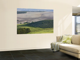 Olive Fields Share Space with Other Crops Wall Mural by Diego Lezama